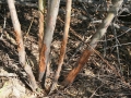 Cottontail Feeding Sign