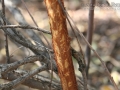 Cottontail Feeding Sign