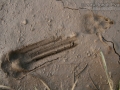 Cottontail Tracks