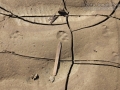 Cottontail Tracks