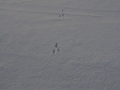 Cottontail Tracks