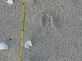 Cottontail Tracks