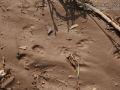 Cottontail Tracks