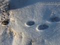 Cottontail Tracks