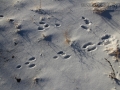 Cottontail Tracks