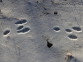 Cottontail Tracks