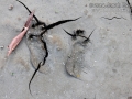 Cottontail Tracks