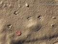 Cottontail Tracks