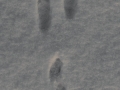 Cottontail Tracks