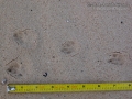 Cottontail Tracks