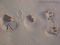 Cottontail Tracks