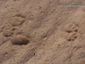 Cottontail Tracks