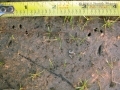 Cottontail Tracks