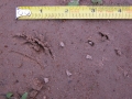 Cottontail Tracks
