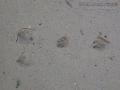 Cottontail Tracks