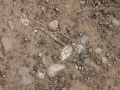 Cottontail Urine