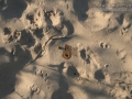 Cottontail Urine and Scat