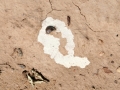 Cottontail Urine and Scat