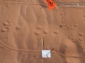 Cottontail Tracks