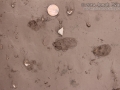 Desert Cottontail Tracks