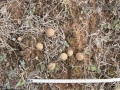 Jackrabbit Scat
