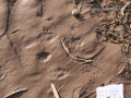 Jackrabbit Tracks