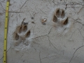 Jackrabbit Tracks
