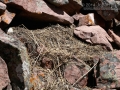 Pika Hay Pile