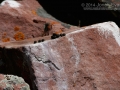 Pika Scat