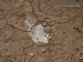Cottontail Urine
