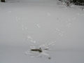 Snowshoe Hare Feeding Sign