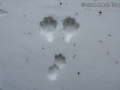 Snowshoe Hare Tracks