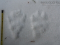 Snowshoe Hare Tracks