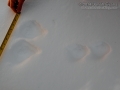 Snowshoe Hare Tracks