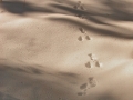 Snowshoe Hare Tracks