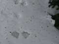 Snowshoe Hare Tracks