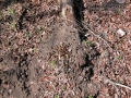 Swamp Rabbit Latrine