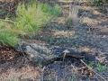 Swamp Rabbit Latrine