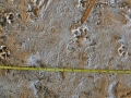 Swamp Rabbit Tracks