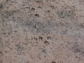 Swamp Rabbit Tracks