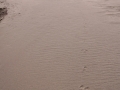 White-tailed jackrabbit Tracks