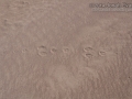 White-tailed jackrabbit Tracks