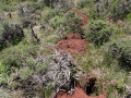 Badger Burrow