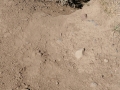 Badger Burrow