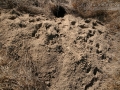 Badger Burrow