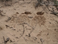 Badger Foraging