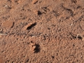 Badger Tracks