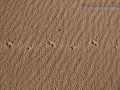 Badger Tracks