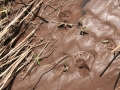 Badger Tracks