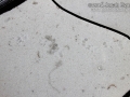 Badger Tracks